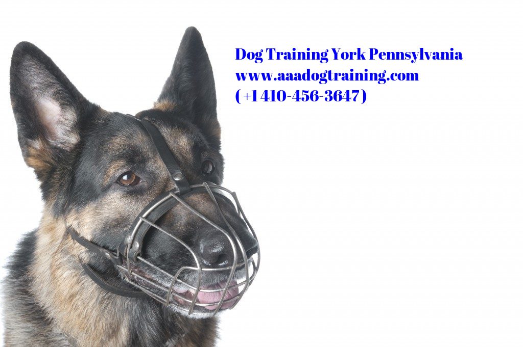 dog training york pennsylvania