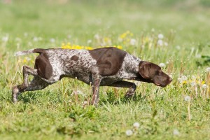 Few Major Dog Training Mistakes You must Avoid